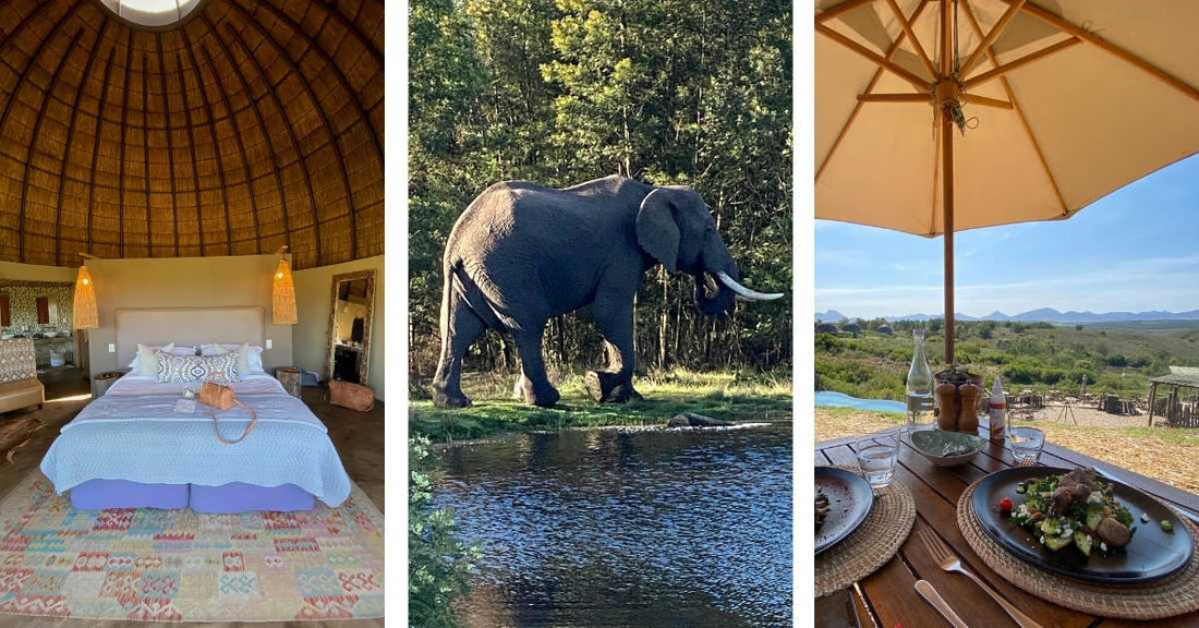 Come face to face with lions! Be awed by the largest elephants! Relax in lush savannahs.