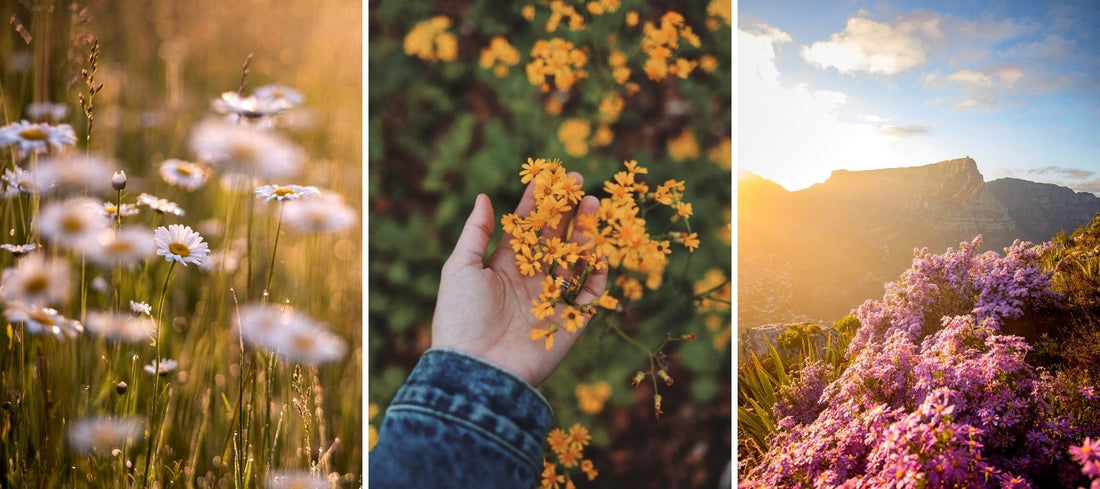 wildflowers along the west coast